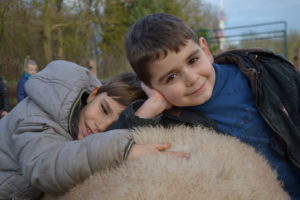 Les enfants découvrent par leurs différents sens la laine du mouton